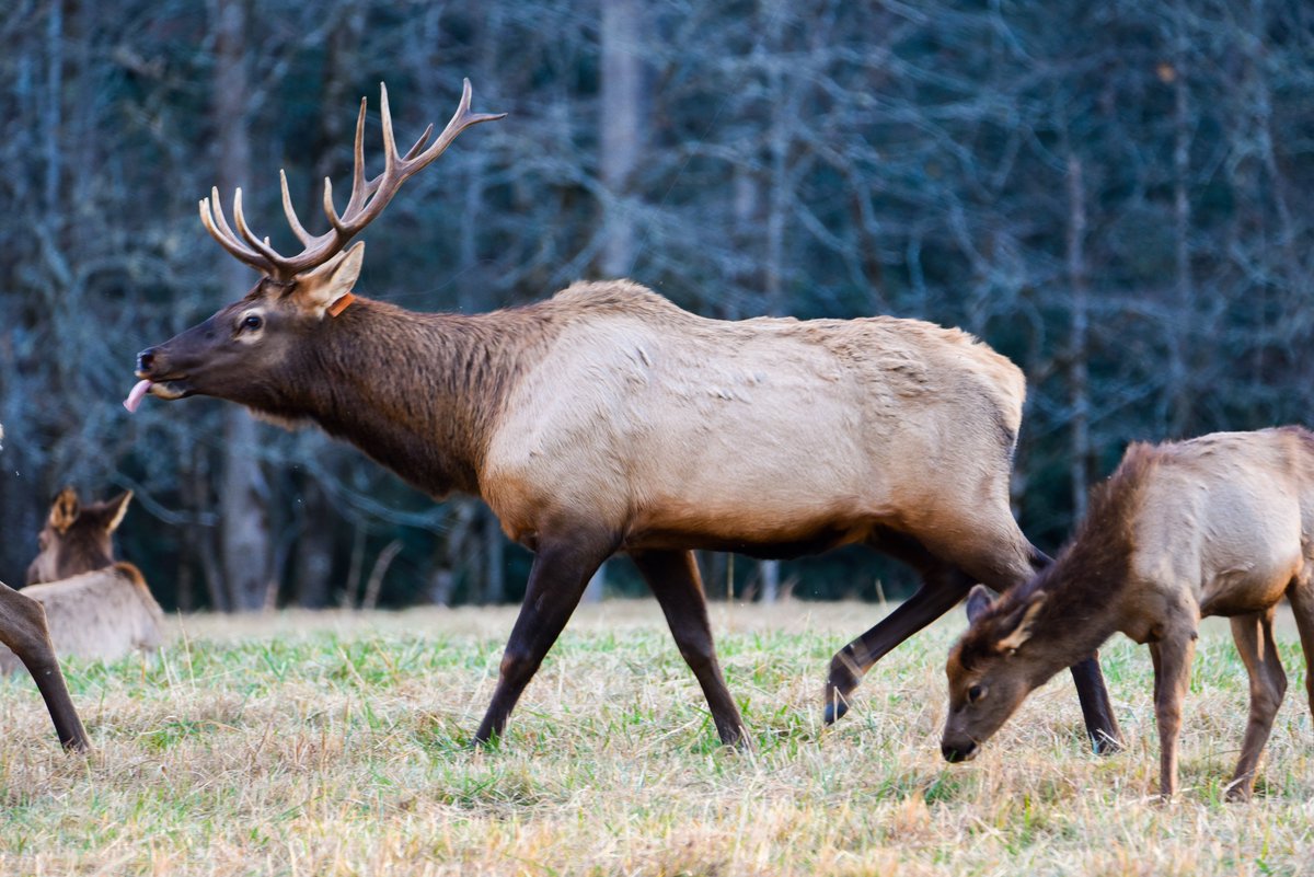 An Amorous Elk on the prowl. #cataloocheevalley #elk #wildlife #nature