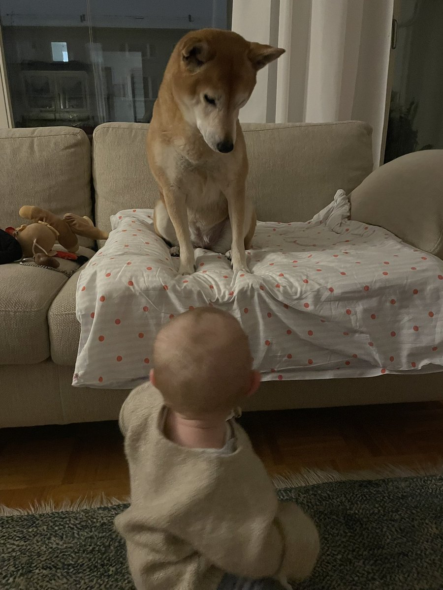 IlseMohr's tweet photo. Enkelhund und Enkelmädchen sind inzwischen ein Dreamteam. Das Baby schenkt @Shiba_Rio großzügig von den Mais-Hirse-Flips. Rio bleibt gutmütig, wenn das Kind Richtung Rehbein robbt. #omachallenge https://t.co/k7Lc9mwywC