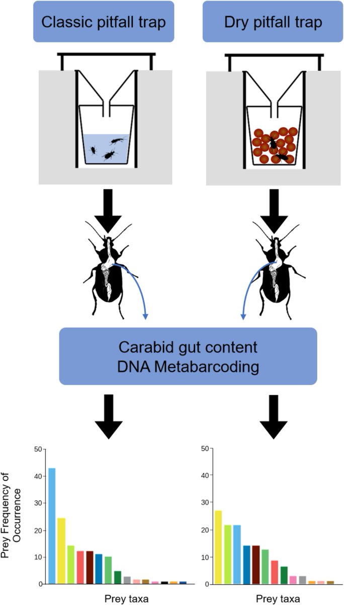A comparison of live versus kill #pitfall traps to assess the diet of #carabids through a #metabarcoding approach. from Yohann Graux' PhD thesis Finally published in <a href="/Ento_EA/">Entomologia Experimentalis et Applicata</a>