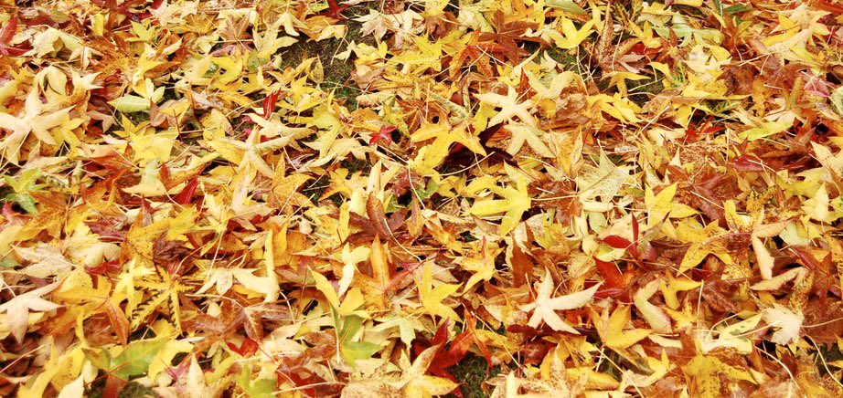 Afgestoten en ter aarde gestort,
Slechts een paar maanden oud. 
Jouw actieve leven dus kort,
Maar als ‘afval’ ben jij (blad)GOUD!
#dagdicht