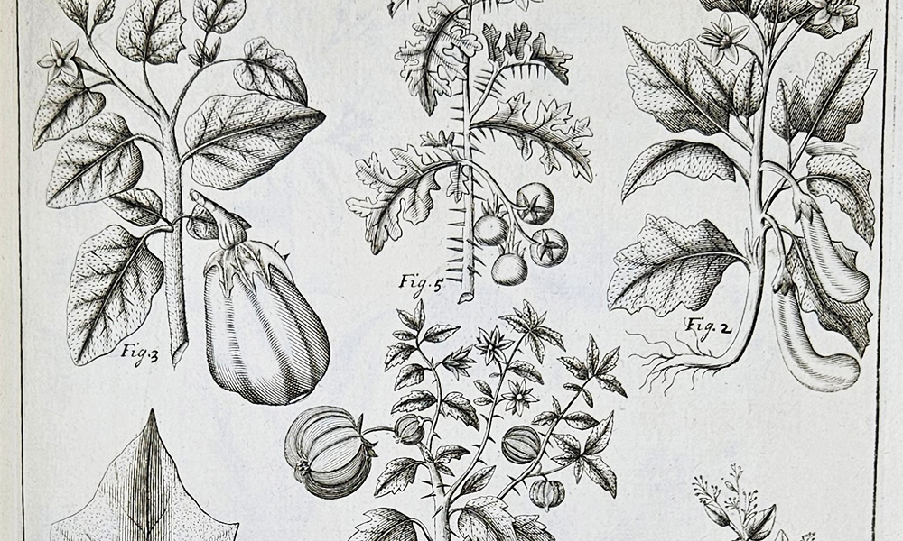 UL_SpecColl's tweet photo. Advent Calendar Day 1: An account book from Plassey House recording the sale of tomatoes, the @UL rooftop garden and a surprise from the #Bolton! 
Check https://t.co/tdggSNH1Dl each day for new images &amp; subscribe to our blog! #AdventCalendar @ARAIreland @ULLibrary 🎄 https://t.co/33y23quq4T