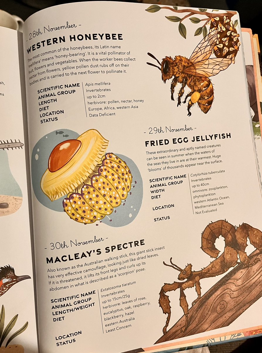BookSuperhero2's tweet photo. This is a rather lovely book for animal lovers and I am delighted to see that today’s creature is the fried egg jellyfish! #AnAnimalADay by #MirandaSmith @RedShedBooks 🐅 🐋 🦒  🪼 https://t.co/51HYawDo7y
