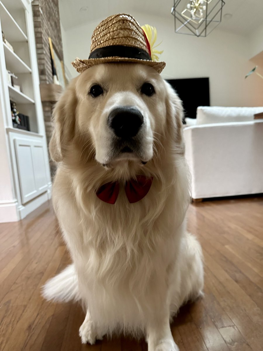 bigdogbrothers's tweet photo. Dog pics for @Portalcoin likes 🐶 https://t.co/NoouKl6mk5
