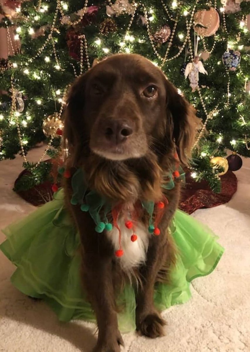 Meet Soca, a 12-year-old adventurer who found her human Jacqueline in a remote area of Saskatchewan during a -40 prairie winter. Like a furry angel, she nestled into Jacqueline's arms, sealing a bond that would last a lifetime. Check out a few photos of Soca!
#PetoftheMonth