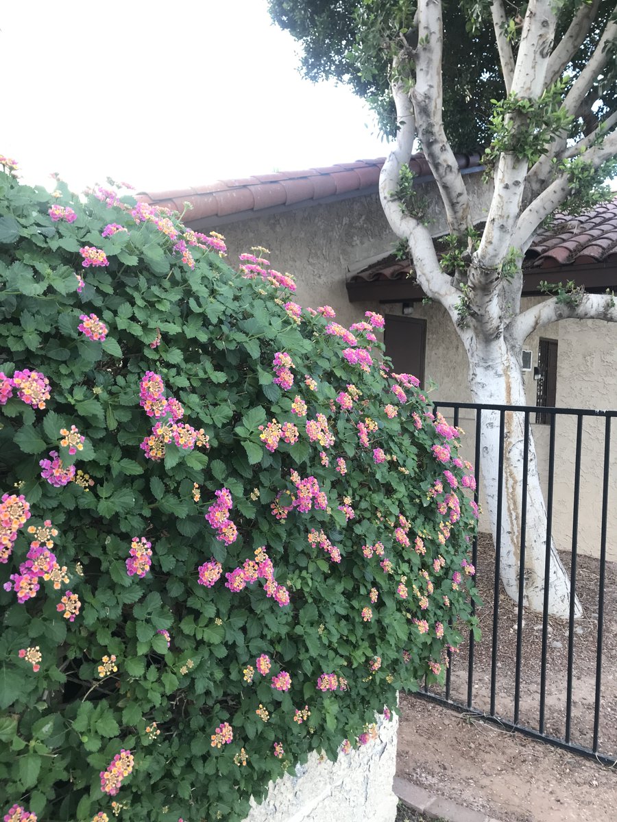 Occitania32's tweet photo. Such a nice Lantana bush! #Ariona #lantana #nature https://t.co/zfuxhgw7cL
