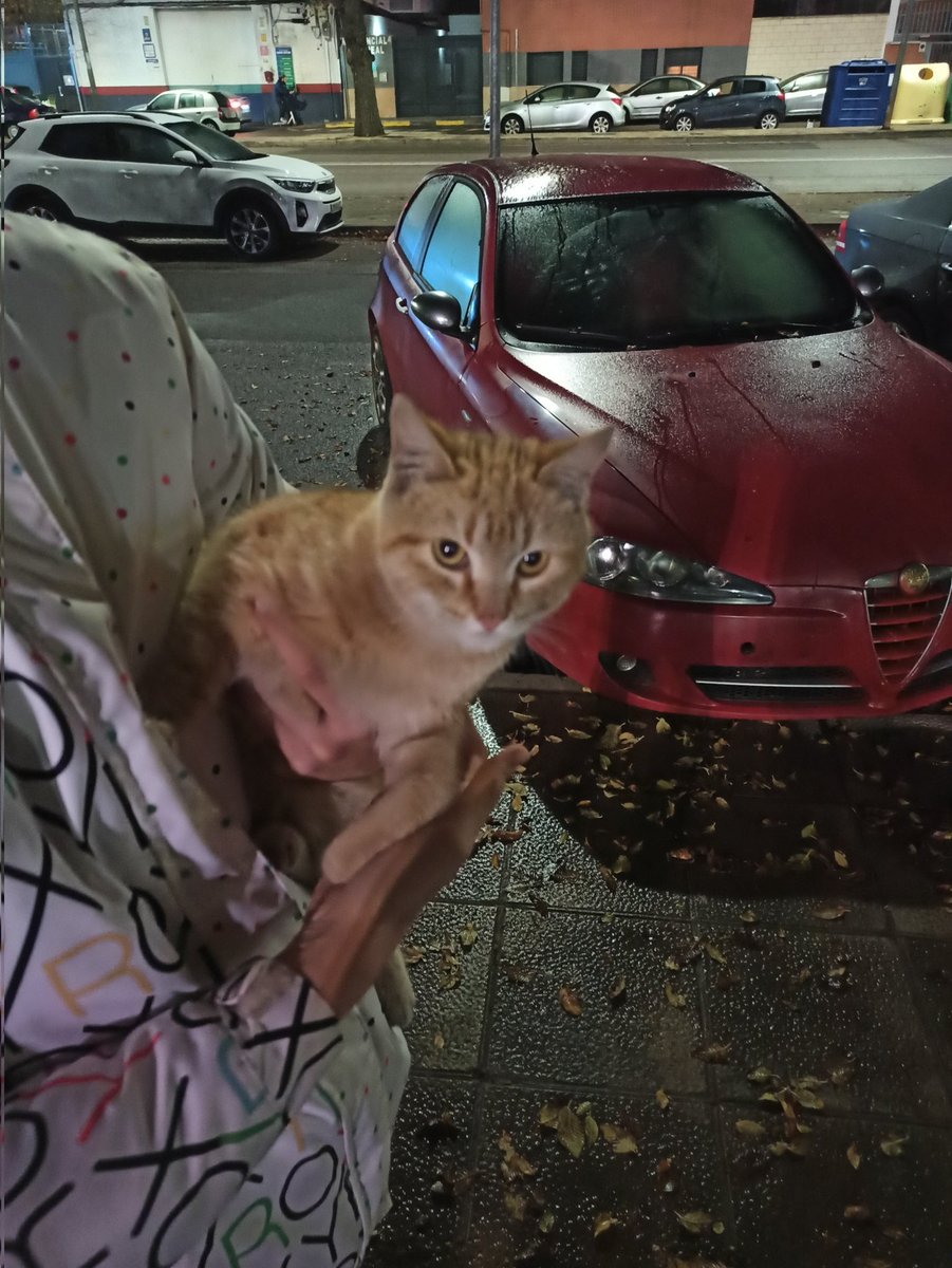 AntonioBD33's tweet photo. Nos hemos encontrado este gato por el parque del cementerio y parece casero @wikiCR https://t.co/ZvqgrzvQVh