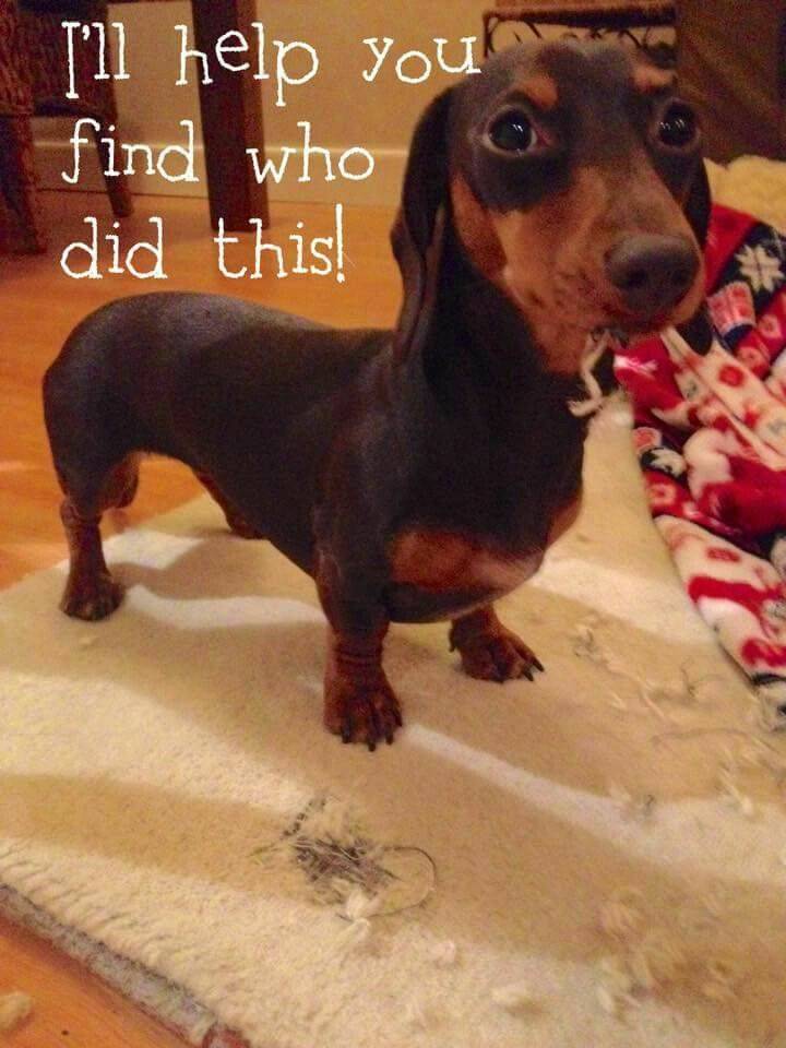 GDRescue2's tweet photo. If our doggies could talk to us. The tales they would tell! https://t.co/4GgjtA8nk6