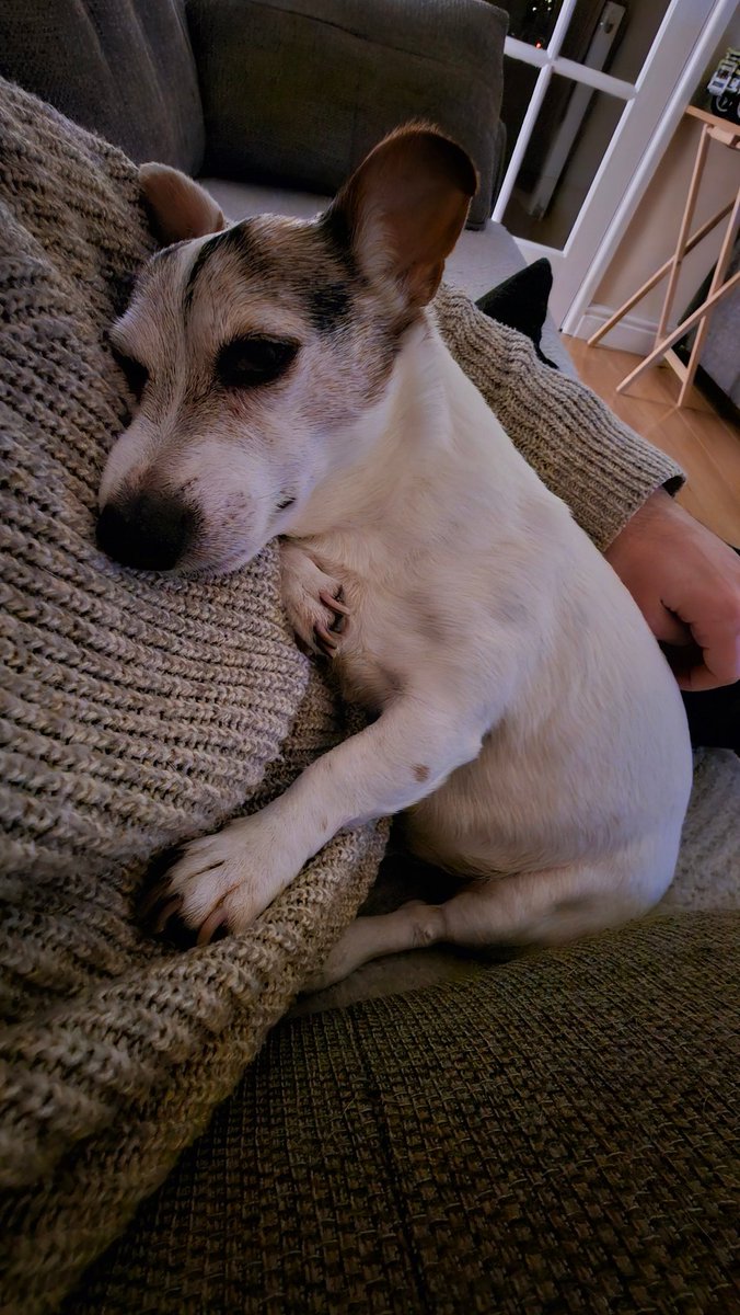 jamesbatchelor's tweet photo. @HubNutVids Bella here has sacrificed her independence for a usable heat source tonight, can't complain. https://t.co/7OtYEn9xbI