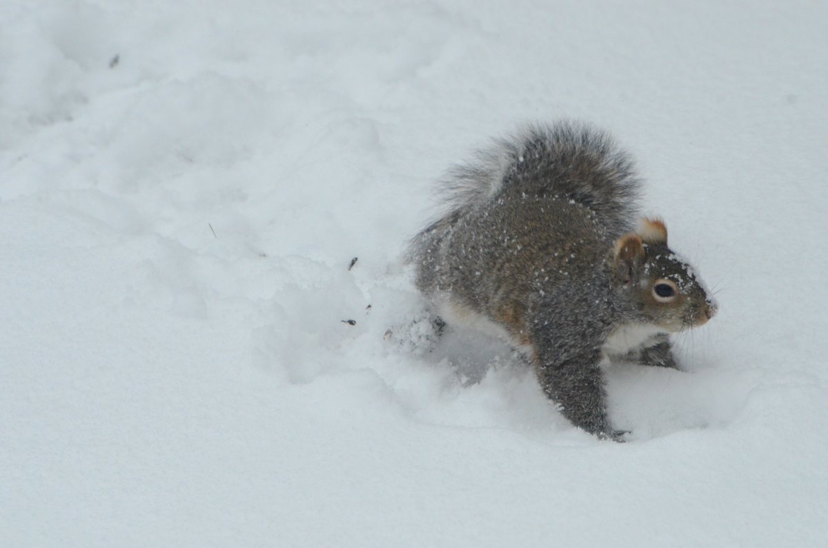 Photo and haiku of the day: scampering, bustling frisky frolicking squirrel sprinkled in soft snow #photooftheday #haiku #haikuchallenge #squirrel #winter #snow #animallover #Wednesdayvibe #wednesdaythought #WinterVibes #WINTER