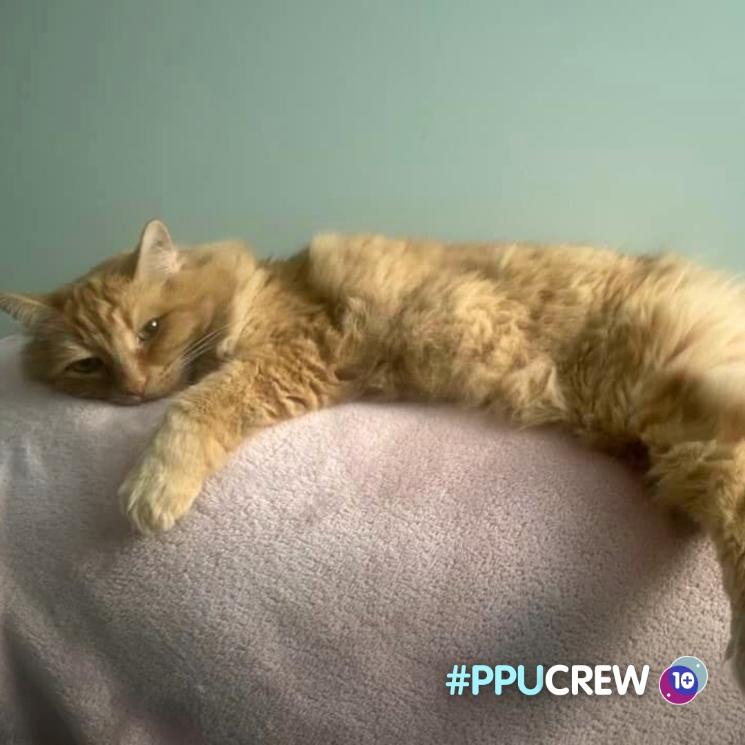 PetsPlusUsIns's tweet photo. “Penelope has been with you guys since she was 6 months old. Now she is 10 years old.” -Ashley

Tag us and use the hashtag #PPUCrew to have your pet featured ❤️🐾 https://t.co/V9K7xx8Kso