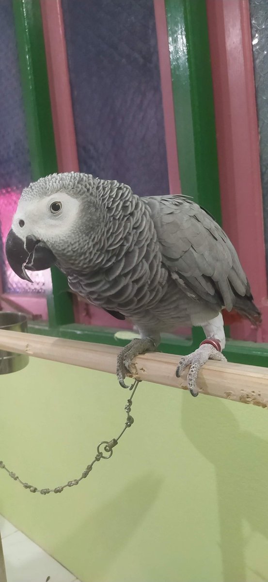 Mohamed__Ikram's tweet photo. African grey lost 
On the ring "Shayan" and "9690949" written
Responds to name "Silva" https://t.co/q80vKMrQMG