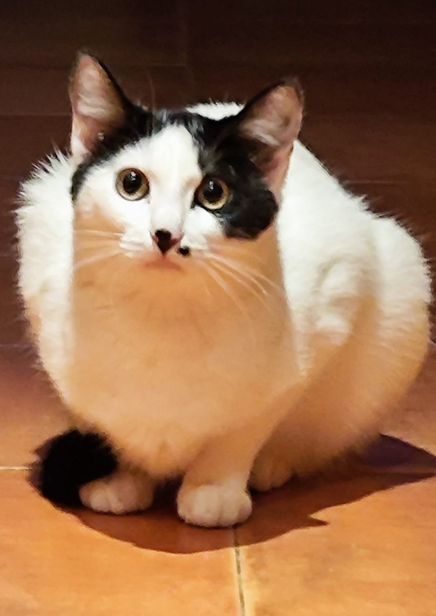 OpenEye95053629's tweet photo. TODAVÍA QUEDAN 14 GATOS
HUÉRFANOS DE JESÚS, UNA GRAN PERSONA, QUE LES DABA UN HOGAR COMO CASA DE 
ACOGIDA‼️😿🆘
Tienen desde 6 meses, 2,5 años
y 5 años el más mayor.
#Valencia @ElSindigato2021 
Hilo🧵
#SANSA 2 años https://t.co/VCh223dwH7