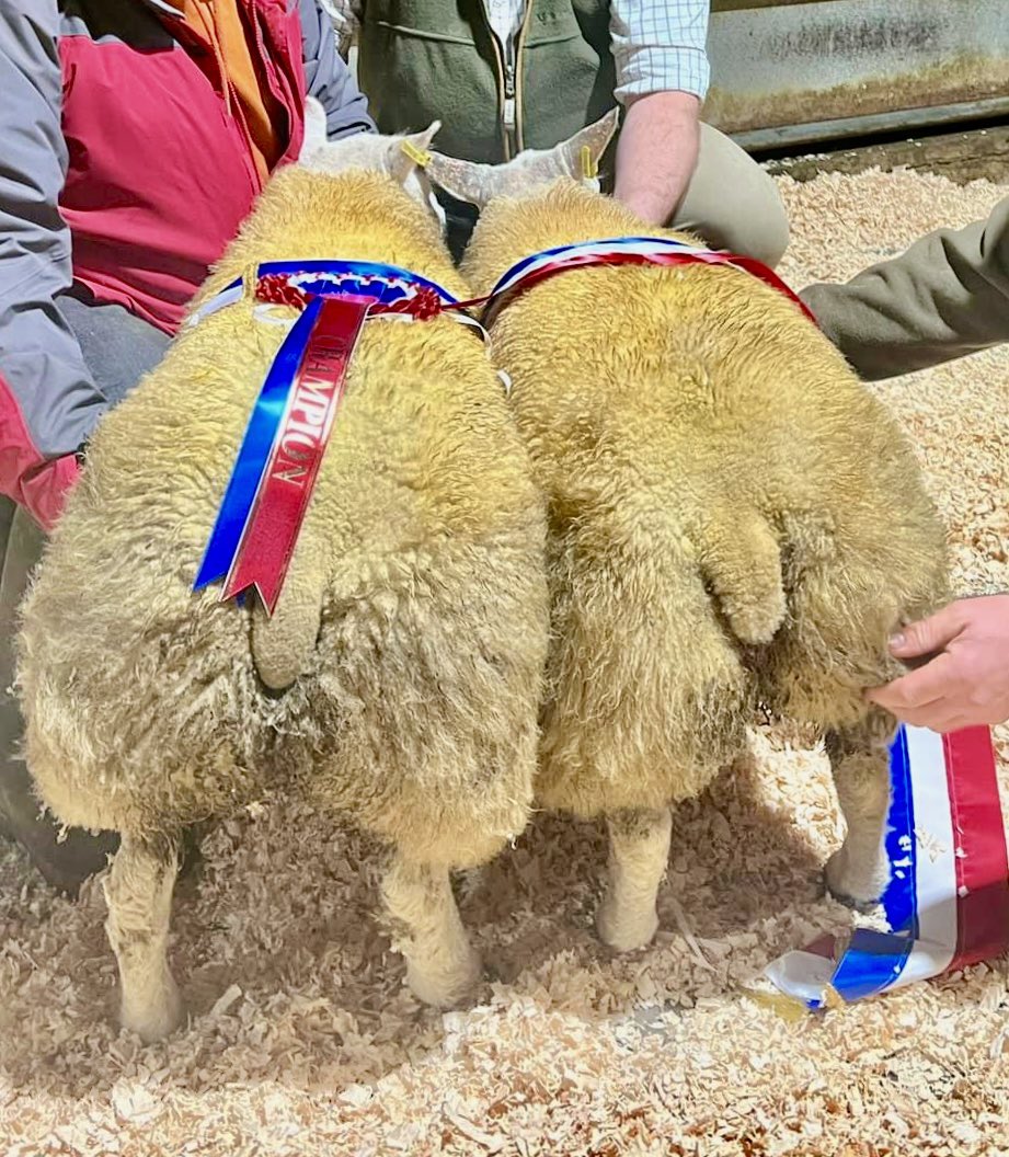 El 🏴󠁧󠁢󠁷󠁬󠁳󠁿🐑🐮 tweet media