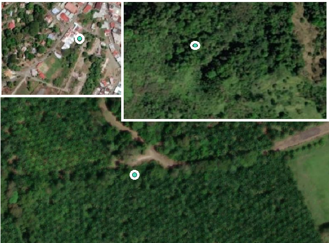 Planning to look for more of the critically endangered tree Paramachaerium gruberi.
The locations in its southern range are not looking bright: a garden, a fragmented forest, and a plantation.
But <a href="/osaconservation/">Osa Conservation</a> in 2024 we'll be out looking for more, w/ the support of <a href="/bgci/">Botanic Gardens Conservation International</a>.