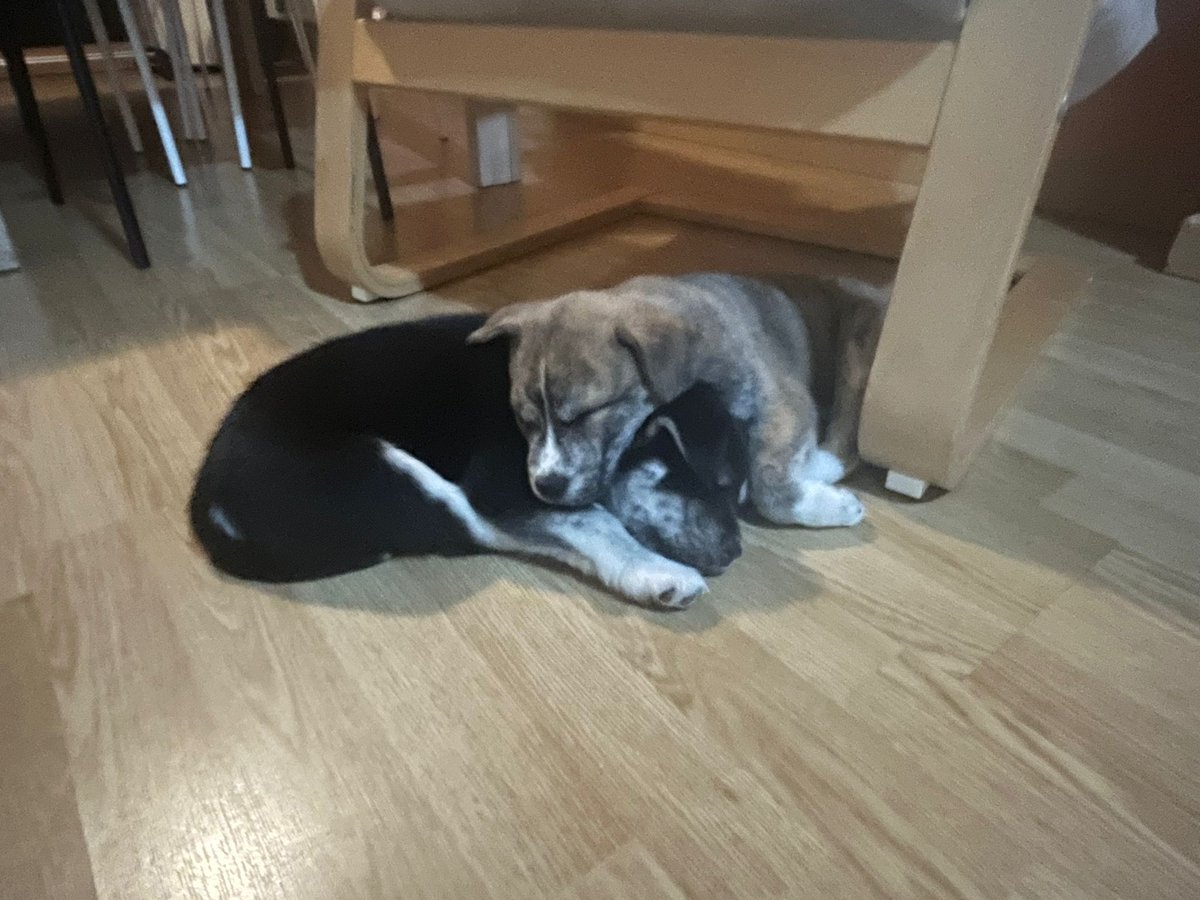 🐶NECESITAMOS ACOGIDA para estos 2 #cachorros, de unos 2 meses‼️ Fueron abandonados en un parque canino junto a sus hermanos, el resto ya tienen acogida.
Es imprescindible acogerlos juntos para mantener su socialización en la etapa más temprana de vida.
#ACOGIDA #acoge #perros