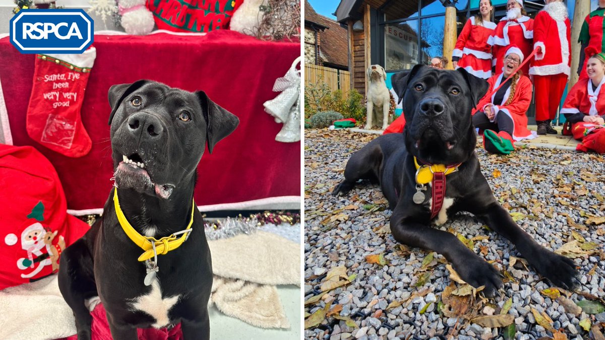 Please retweet to help Figgy find a home #CHICHESTER #SUSSEX #UK Figgy was abandoned in a cardboard box with the rest of his litter just before Christmas last year and is now facing his second Christmas in rescue 🥺🎅 An affectionate pup weighing 50kg, Mastiff Cross. Having…