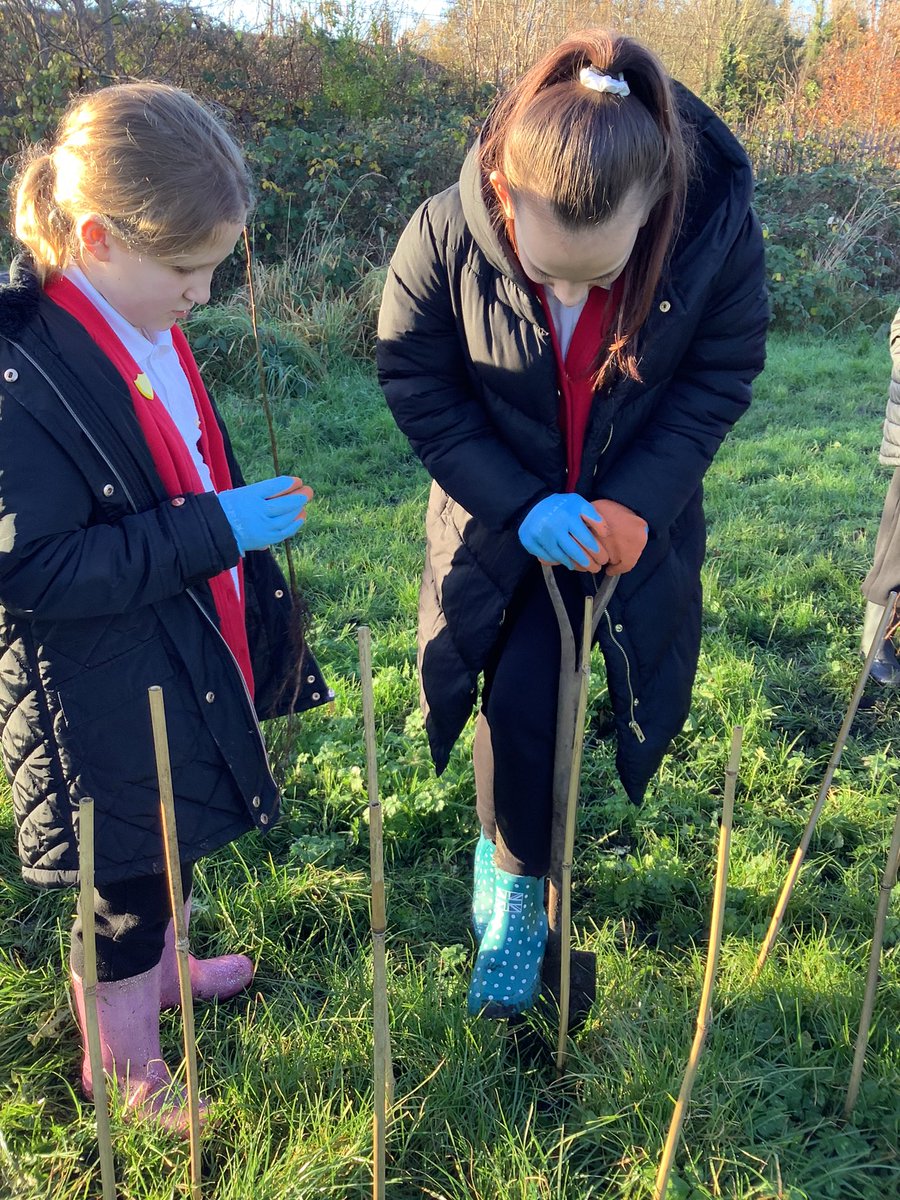 RoebuckSchool's tweet photo. Year 6 children joined Helen from #RibbleRiversTrust to plant trees on Oxhey Rec as part of a #localproject to create more #greenareas in our #locality. The children learnt the importance of #treeplanting. We hope the children will watch the trees grow and flourish 🌳 https://t.co/EWfH0x5aC3