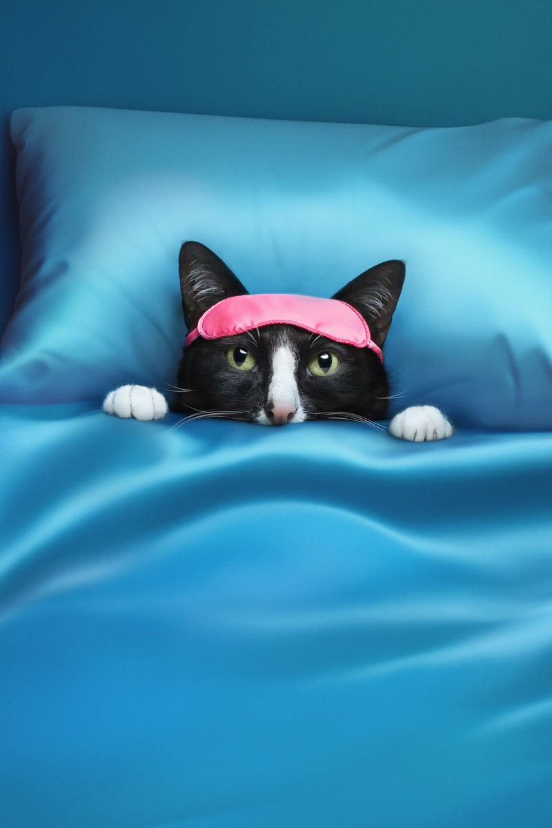 CheetoTuxedo's tweet photo. Just five more minutes, human. A cat's beauty sleep is a sacred and an essential ritual, you know... 😴💅 #CatNap https://t.co/2RR1qvDkug