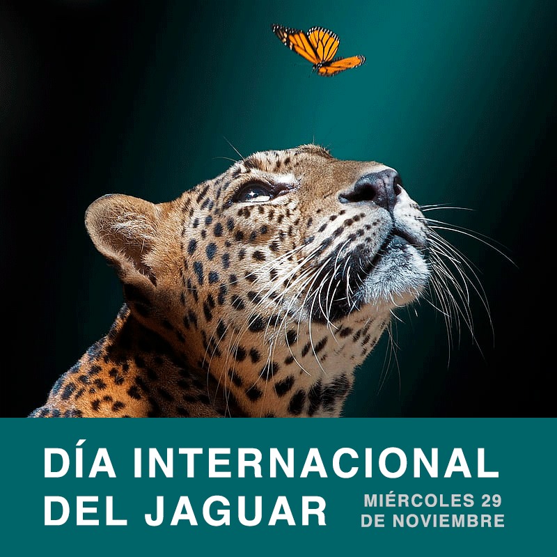 mariposapapilia's tweet photo. En Granja Papilia Mariposas reconocemos el gran trabajo que realiza  @viveREINOANIMAL  en la conservación del #jaguar.🍃🦋
Hoy 29 ne Noviembre que celebremos el Día internacional del #jaguar les enviamos una Felicitación y los apoyamos a continuar con su labor. 🦋
#DíaDelJaguar https://t.co/cM05FROgU9