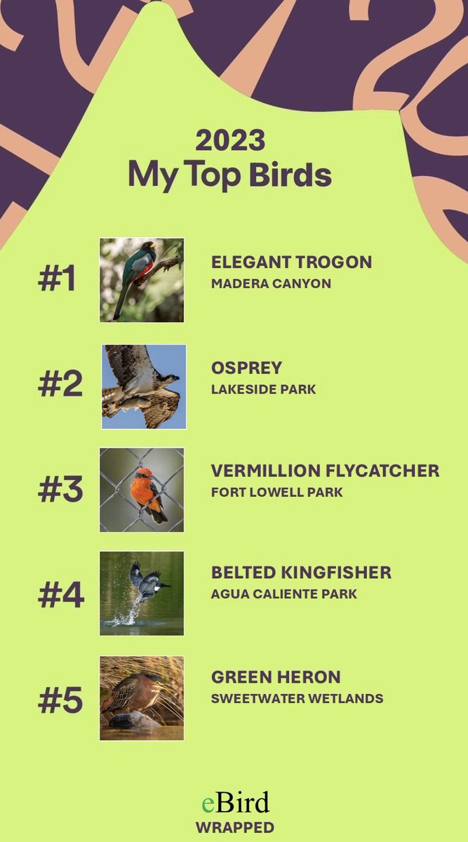 zhphotog's tweet image. Everyone out here is sharing their Spotify Wrapped and I’m just following @kimberleeerose new trend

#birding #birdnerd #birds