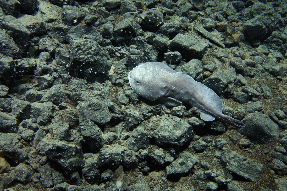 Oh my blob. During the #Okeanos #SeascapeAlaska 5 expedition, we