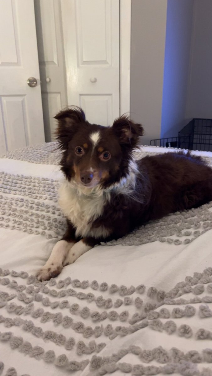 kels225's tweet photo. @dog_rates rate my Zeva diva! She sits pretty and smiles🙂 https://t.co/ZcvVcbg4eY