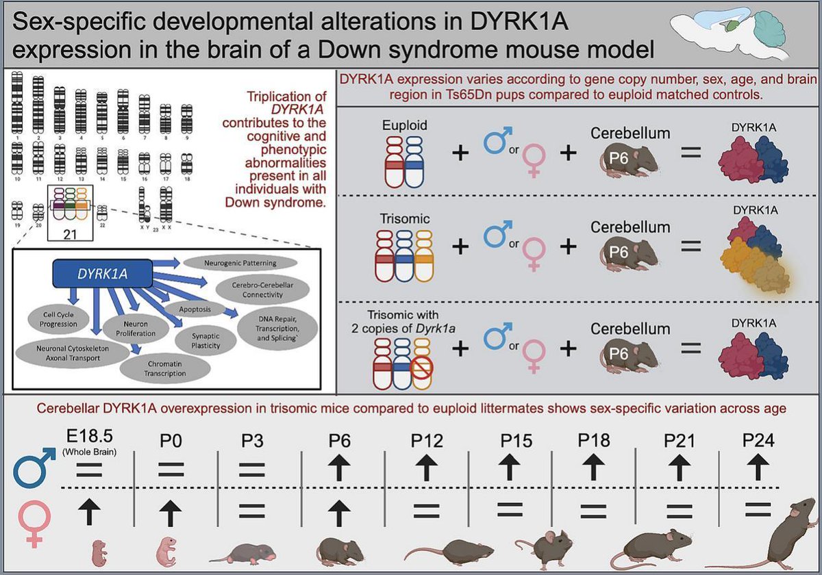 RoperLab_IUI's tweet photo. We are proud to share our recent publication from Neurobiology of Disease, where we found sex-specific developmental alterations in DYRK1A expression in the brain of Ts65Dn mice.

Access the article here: https://t.co/IhGWhKk8jl https://t.co/FcMewCRei3