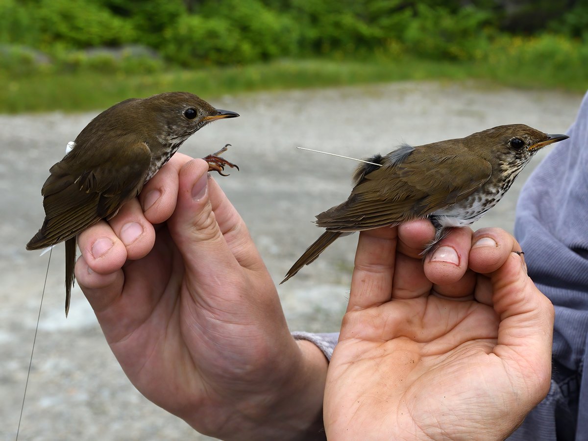 Keep an eye on our @VTEcostudies employment page folks! In the next few weeks we'll have job ads posted for a lead bird bander, seasonal internships, and an open-topic postdoc opportunity!! 👀🤩👀 vtecostudies.org/about-us/emplo… #ornithology #entomology #ecology #montanebirds