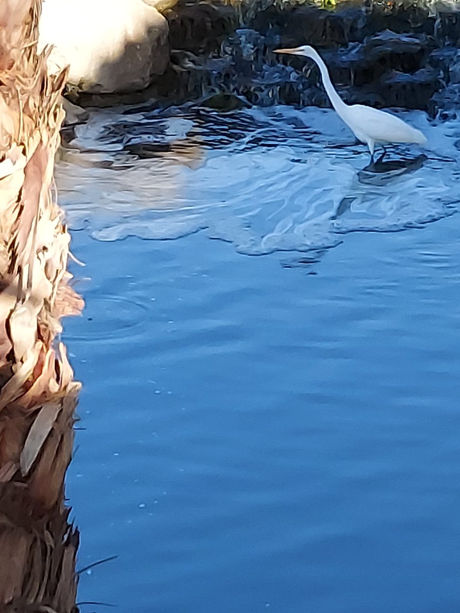 Snowy egret!