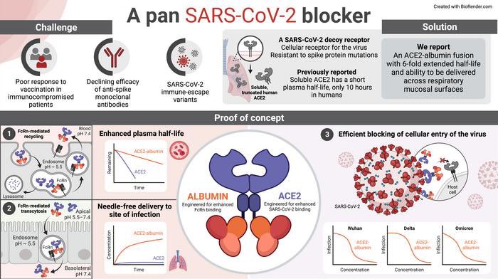 Story out! An albumin fused ACE2 design that blocks all SARS-CoV-2 variants. The design has a long plasma half-life and can be delivered in a needle-free manner across mucosal surfaces. @CoE_PRIMA @UniOslo_MED @forskningsradet @NTNUnorway @JamesLab9 dx.doi.org/10.1093/pnasne…