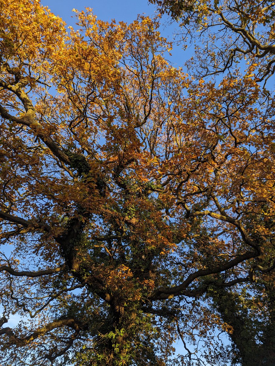 Tales_Ales's tweet photo. “Trees are poems that the earth writes upon the sky.”
— Kahlil Gibran
The last of today's sunlight colouring the tops of trees near me earlier today.
Happy #NationalTreeWeek, folks. Trees are magical. https://t.co/aXcp0hVg9w