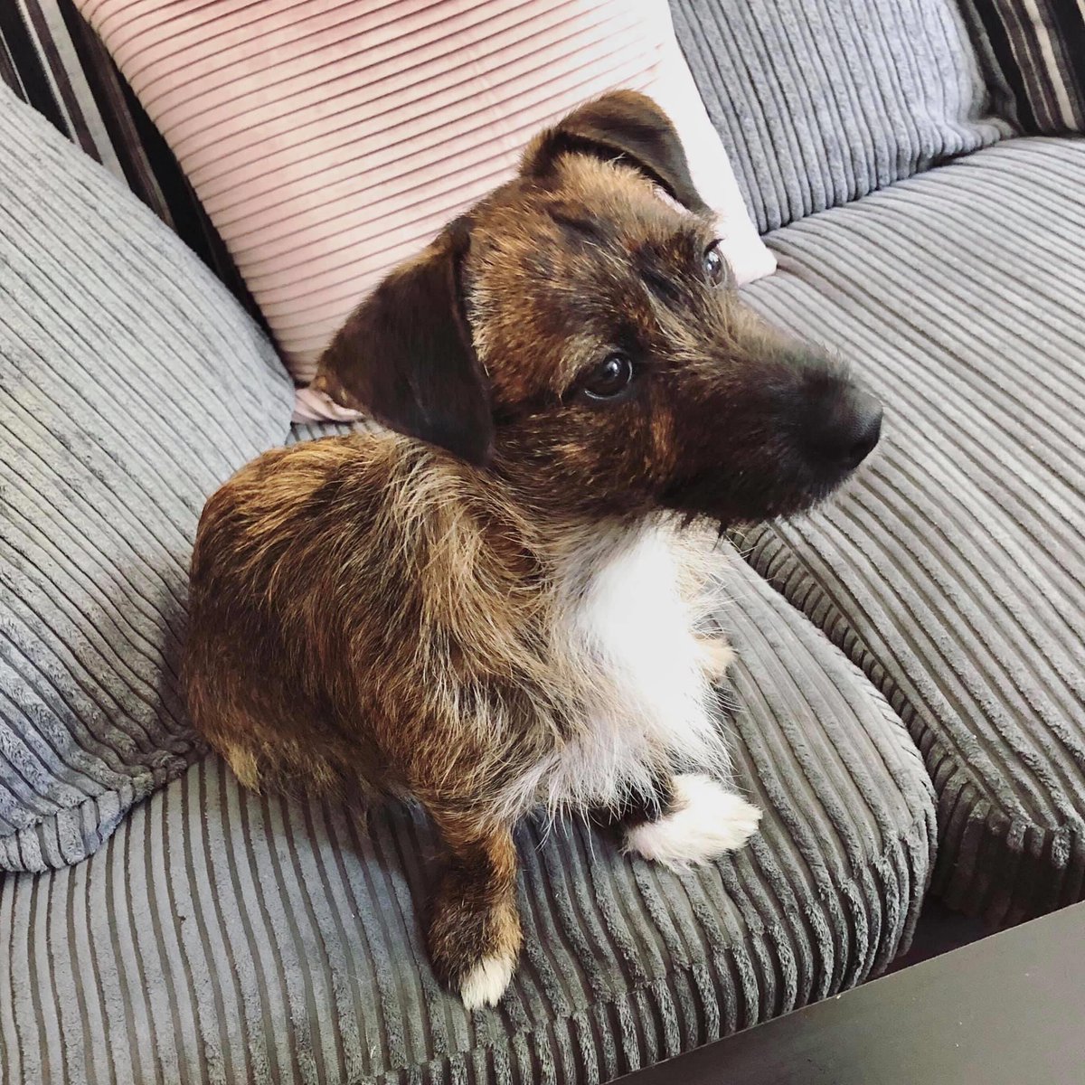 planninglounge's tweet photo. @dog_rates Our little Roman… not on the list! 🥰 https://t.co/0kEy5jogcM