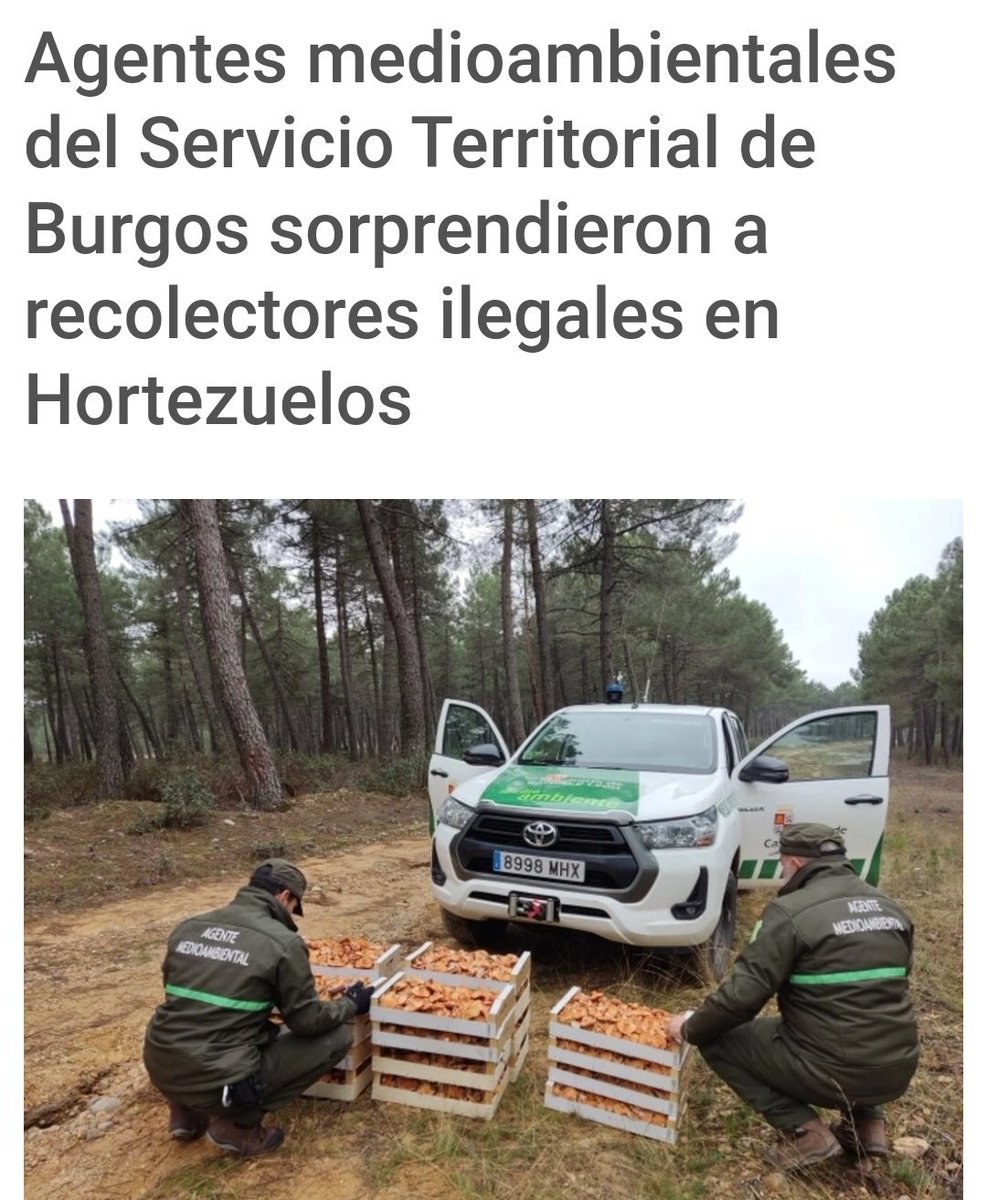 La Junta decomisa 85 kilos de níscalos en Silos #AgentesMedioambientales diariodeburgos.es/noticia/z0db2d… a través de @diariodeburgos