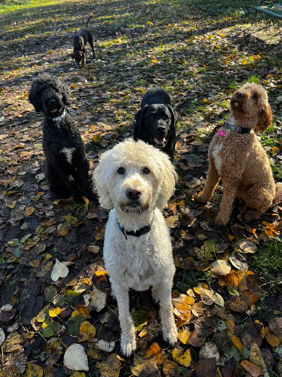 🥳🥳We still have few boarding spots available for the Christmas, get ready for the Christmas holiday! 🐾Check out our website for more information: releasethehounds.ca
.
#dogwalking #dogwalkinglife #dogwalkingservices #dogwalkingadventures #dogs #dogsofinstagram #doggyfun