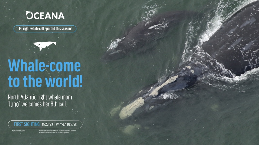 🐳 The first North Atlantic right whale calf this season has been spotted off the coast of South Carolina! It’s exciting news for this critically endangered species but they’re still under threat and need your help. Speak up for the #RightWhaleToSave: oceana.ly/3sdzmLq