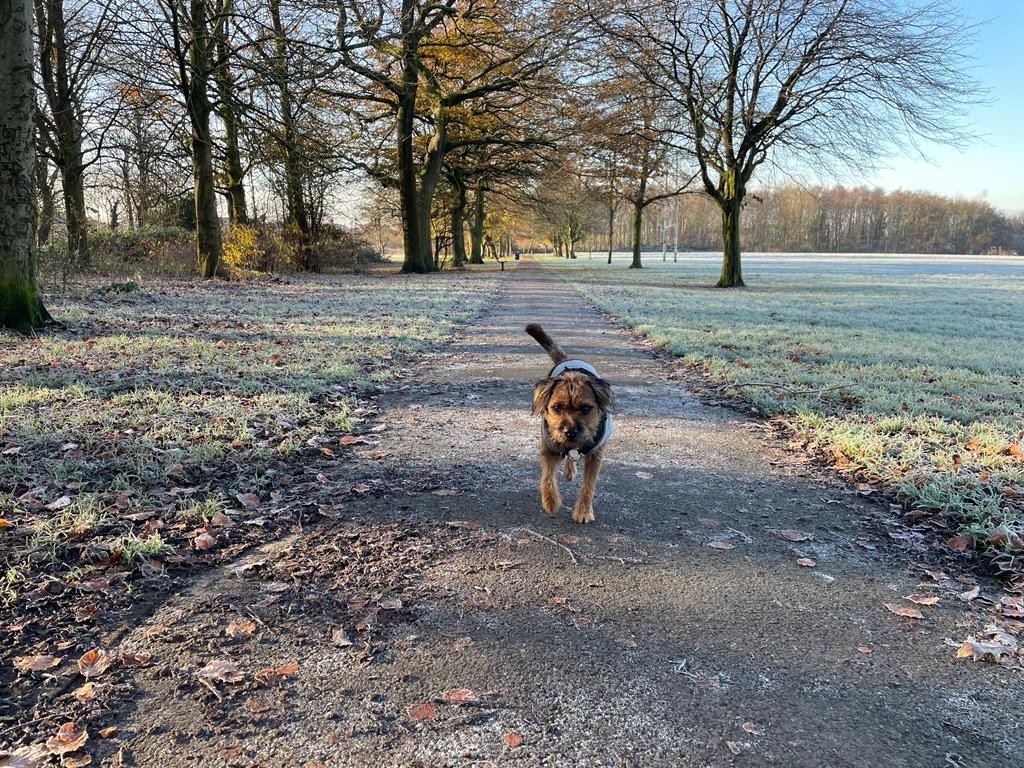 BodhiSattvas21's tweet photo. Woz a cold one today so had to wear a jumper on top of my utility vestโฆstill rocking my Halloween jumper cos its ace. Keep yer paws warm and clean frenns. #Bodhi #BTPosse #coldpaws https://t.co/kVxaOn6Gmv