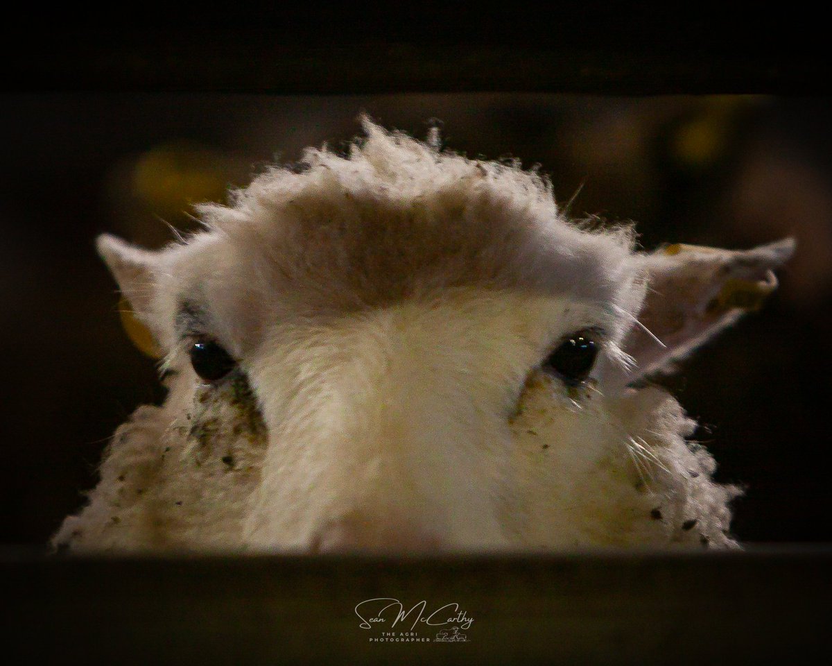 JacksonOrganics's tweet photo. Selling Galway Sheep at the Rare and  Minority  breed sale Tullamore. https://t.co/O9Tnn5Vhef