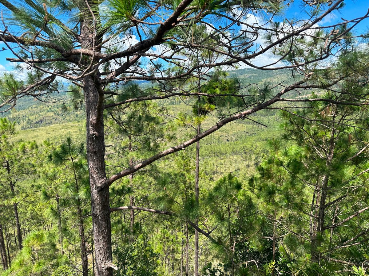 BetterWoodP's tweet photo. Proud to share some photos of this year's #ThreeTreePledge tree planting with Unacifor in #Honduras. https://t.co/I9KQZBJJ2t