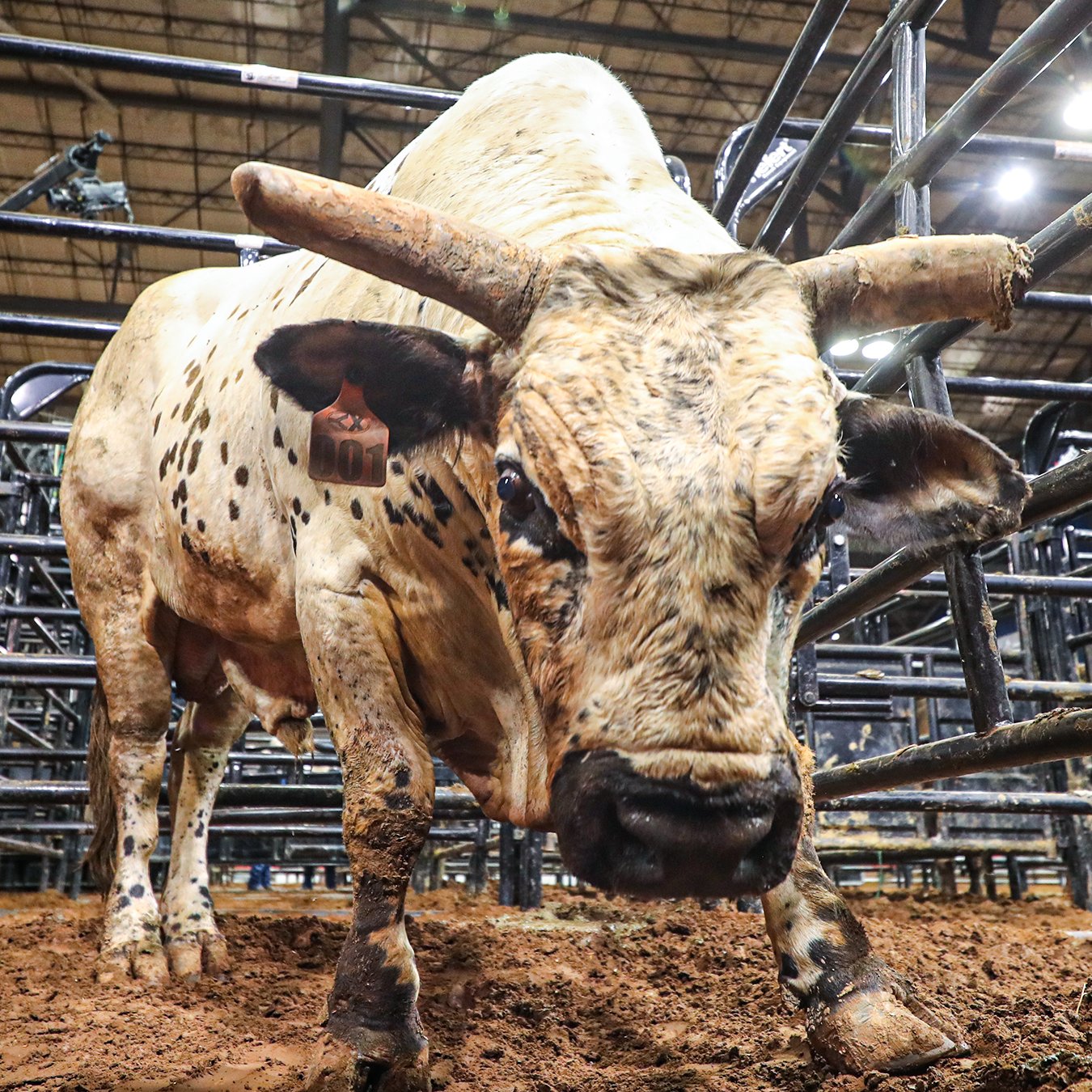 ●BIG BULL PBR on X: 