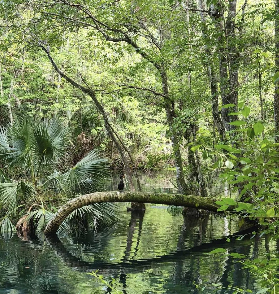 chasingnora's tweet image. Silver Springs State Park, Florida

#floridastateparks #flstateparks #silversprings #silverspringsstatepark #ocala #centralflorida #getoutside #stateparks
