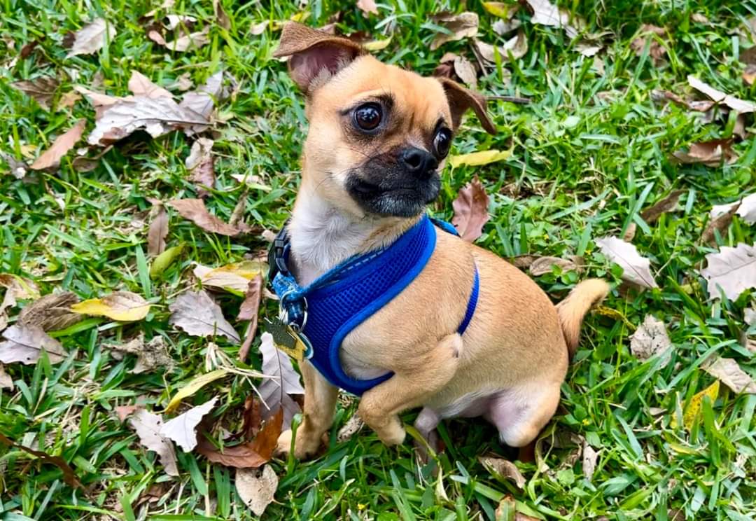 PugRescueAustin's tweet photo. Tiny foster Taki’s new favorite toy is a squeaky miniature tennis ball - just the right size for him! He’s still figuring out the return part of fetch - why bring it back when he can just play where it lands? 😅
Apply to adopt Taki at https://t.co/3Ob6na9pgS
#pug #pugmix https://t.co/TCbn72IPFD