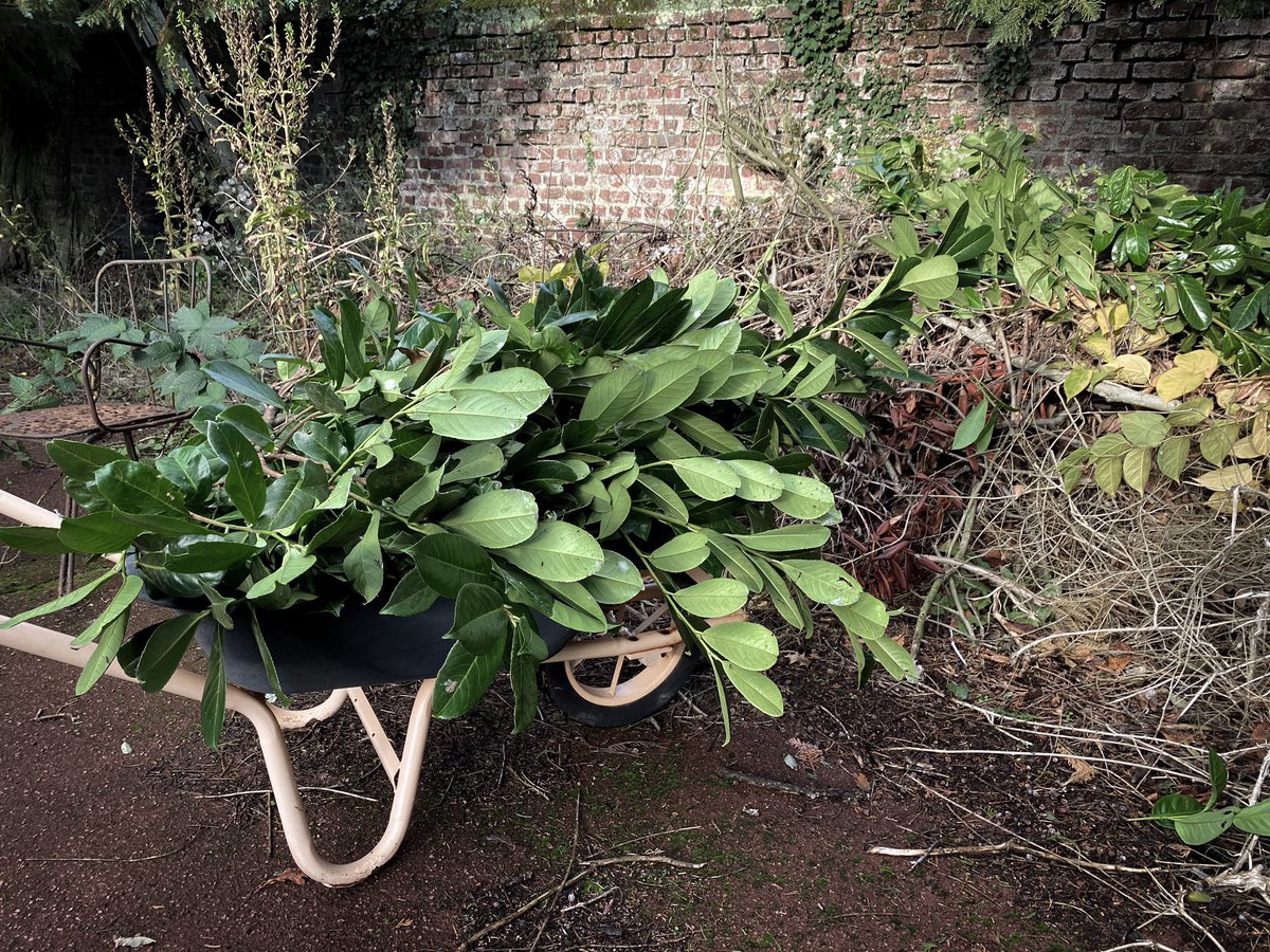 HollyOakLife's tweet photo. Finally started trimming and clearing the garden a bit x) 2度目お庭の剪定掃除やっとまた少しずつだけど(≧∀≦)やる場所がありすぎてあまり進まない^^; ふと見たらエラちゃんガレージ前のリヤカー前に綺麗に佇んでる(๑˃̵ᴗ˂̵) #novembergarden #countrylife #infrance #田舎暮らし #フランス生活 https://t.co/JPcdRku9PS