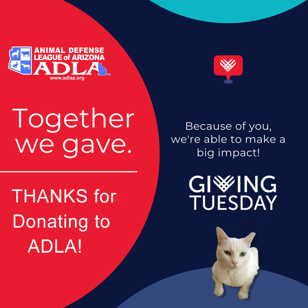 adlaz's tweet photo. Thanks to all who donated to ADLA on #GivingTuesday! Your support will enable us to continue our lifesaving efforts for outdoor cats and other animals across Arizona! 📷#spayneuterhotline #neuteriscuter #thankyouADLAsupporters! https://t.co/czncOwQE0m