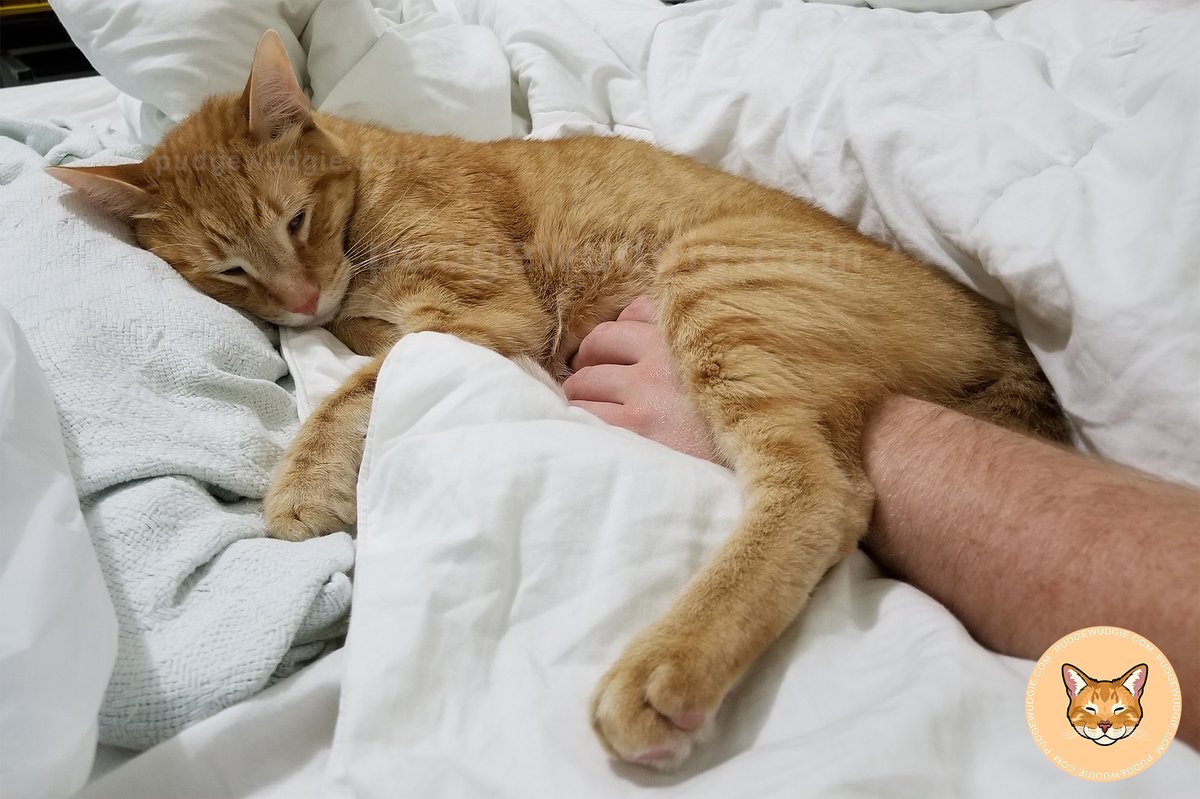 ThePudgeWudgie's tweet photo. Louie would always toss his leg over the arm whenever he was cuddling or getting belly rubs. #CatsAreFamily #Cats #CatLovers #CatsOnTwitter #CatsOnX #CatsOfTiwtter #CatsOfX #OrangeCat #GingerCat #Cuddles #CuddleBuddy Taken 7/15/17 https://t.co/uTibOUzW2e