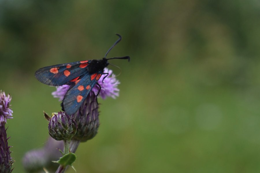 LGSpace's tweet photo. Let's not call them weeds. Wildflowers such as dandelions, thistles and clover can really boost biodiversity – and for pollinating insects, such as butterflies and bees, they can be a lifeline. So let's give them a chance to grow!
More: https://t.co/vtBZs0lRNW https://t.co/ZJGviChzCA