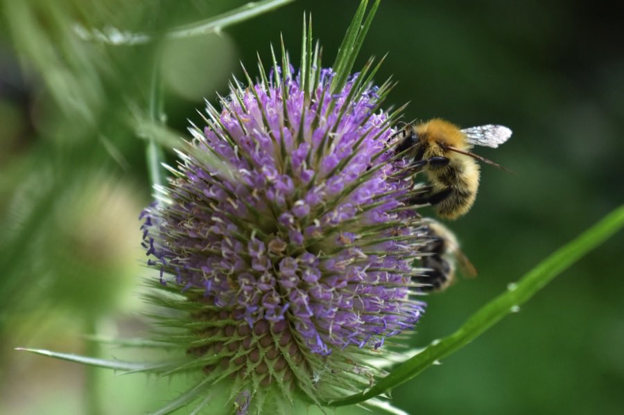 LGSpace's tweet photo. Let's not call them weeds. Wildflowers such as dandelions, thistles and clover can really boost biodiversity – and for pollinating insects, such as butterflies and bees, they can be a lifeline. So let's give them a chance to grow!
More: https://t.co/vtBZs0lRNW https://t.co/ZJGviChzCA