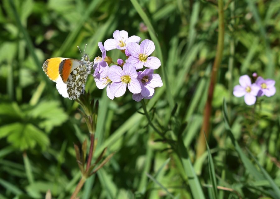 LGSpace's tweet photo. Let's not call them weeds. Wildflowers such as dandelions, thistles and clover can really boost biodiversity – and for pollinating insects, such as butterflies and bees, they can be a lifeline. So let's give them a chance to grow!
More: https://t.co/vtBZs0lRNW https://t.co/ZJGviChzCA