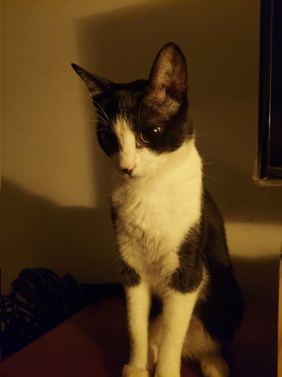 gente, é o seguinte... essa é a martinha! ela foi abandonada, foi devolvida e agora está novamente a procura de um lar...
 
- ela ama colo
- castrada
- fiv/felv negativo

(quem puder ajudar a divulgando, eu agradeço demais! ela merece mto uma família 🥲)

(Uberlândia-MG)