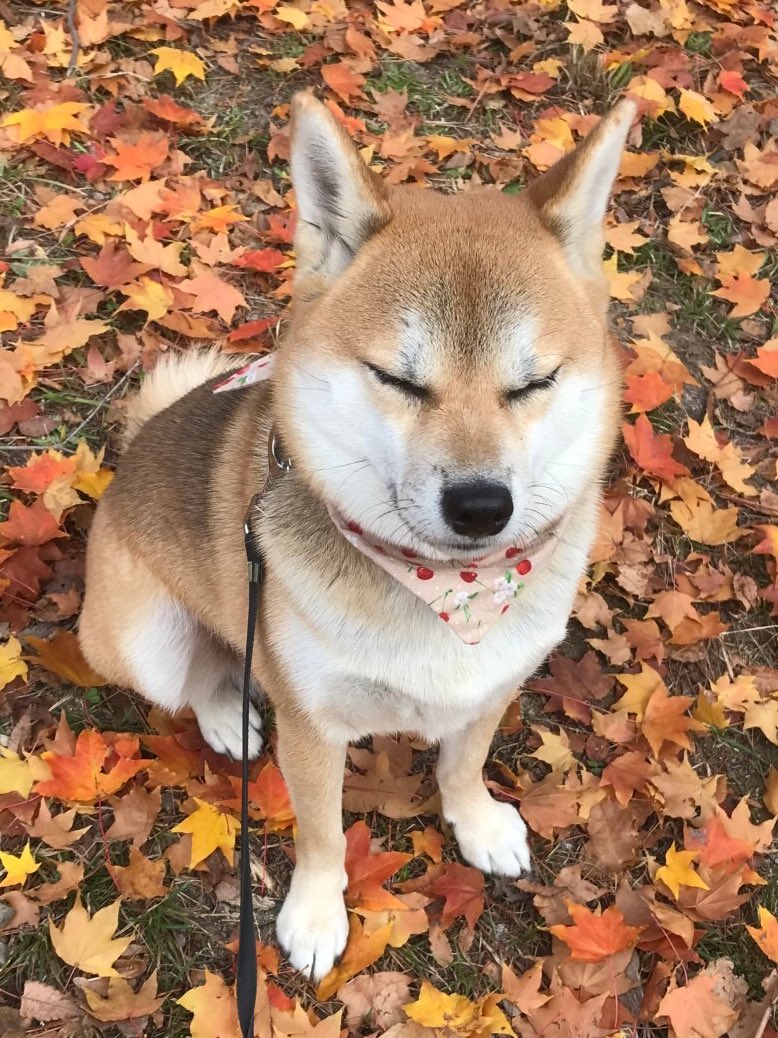 おはようございます🤗🍀 瞑想中🧘‍♀️🙏🍁🍁