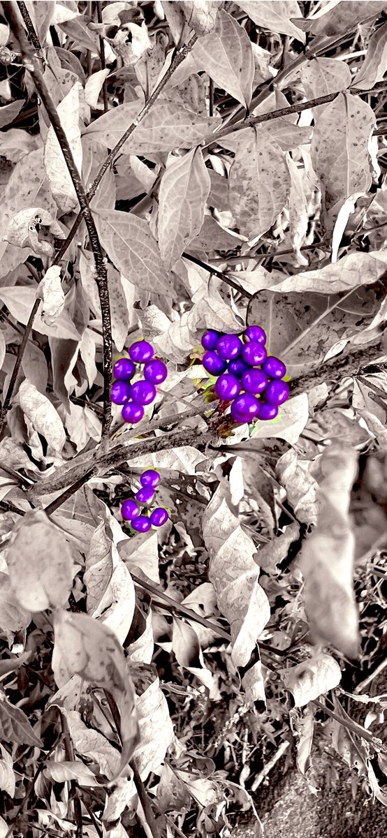 risataku's tweet photo. 今日のパートカラーフォト

#ムラサキシキブ🟣
#パートカラー写真
#PartialColor 
#キリトリセカイ
#写真好きな人と繋がりたい https://t.co/GyR619EN89